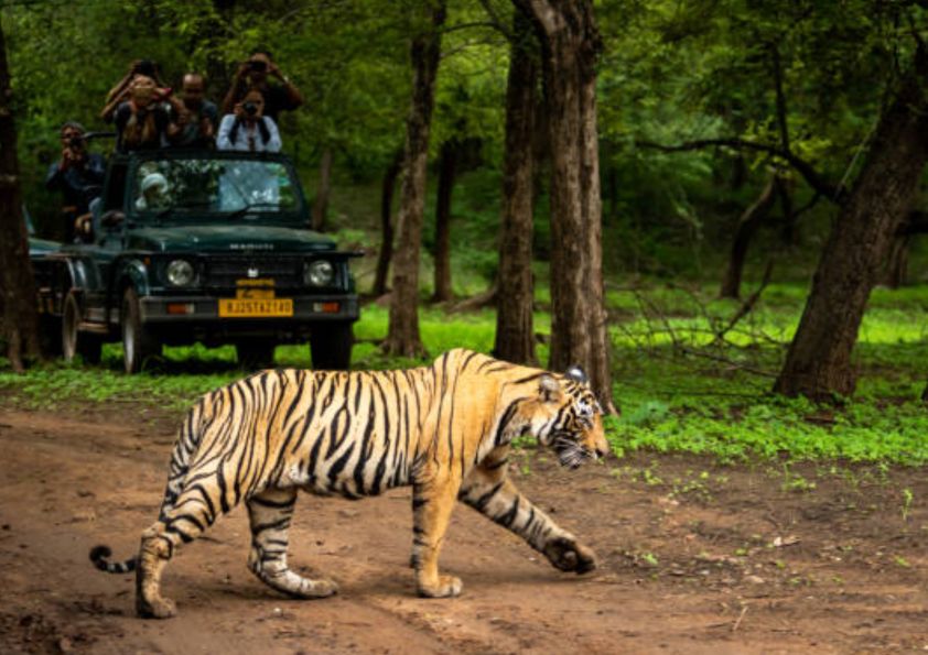 wild life century & jungle safari